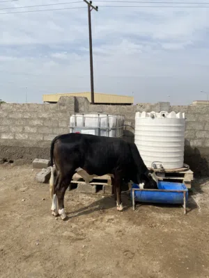 عجل ظفاري عمره سنتين و نص