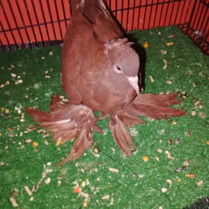 متاح نثيه راعب مخلفه طيره جاهزه كلش حلوه فول تحاجيل شراويل