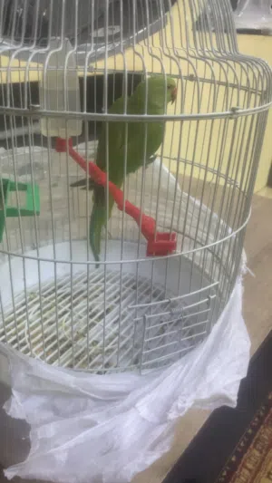 ببغاء درة للبيع