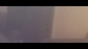 بلابل زوجين.. زوج طيور حب وية الفرخ