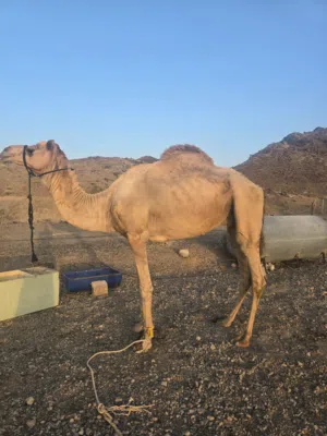 للبيع بعير وافي سمين وصغير سن ود 5سنوات