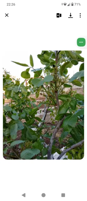 3 شجرات فستق حلبي بطول مترين