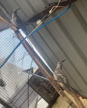 يمام ملكي للبيع (اقبل البدل بما يناسب)