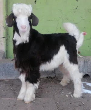 جدي للبيع عمره 6 أشهر