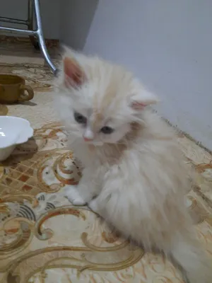 Persian0