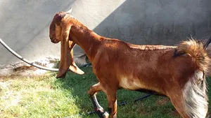 ‏ماعز‏1