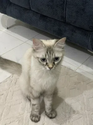 قطة للتبني