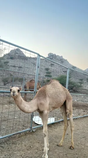 للبيع قعود عمره 6 شهور