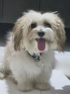 “Friendly Male Maltese Puppy – Vaccinated, Ready for New Home