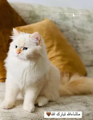 Persian0