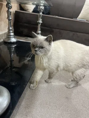 للبيع بسه في رصيفه