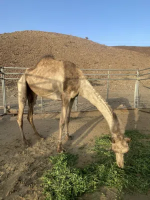ما شاء الله صفراء مدني