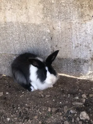 أرانب أسدي للبيع مطعمات