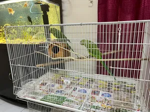 2 Indian Ringneck Green parrots with big cage