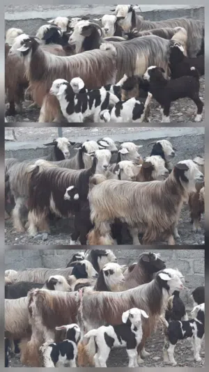 اغنام من حلال الرحوب ماشاء الله