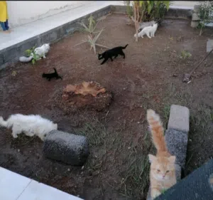 محميه لتربيه القطط  الي معه قطط ما يبيها يتواصل معي