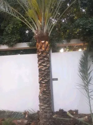 اسطى نخل و اشجار تقليع جبار و دكار تنظيف نخل تامة ويوجد منشار بنزيم ل قص الاشجار والنخيل واسعار ترض