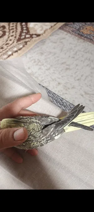 متاح افراخ كوكتيل استوه انفطمت فول لالفه