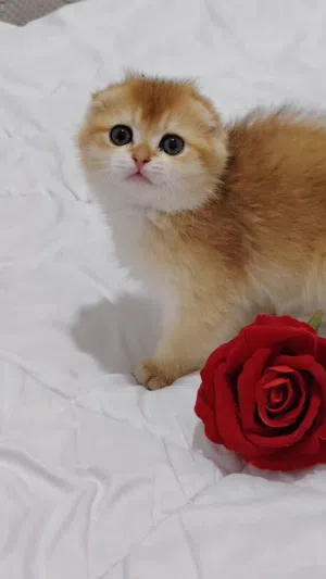 قطط مميزه من سلالت راقيه