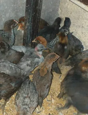 متاح في السلط