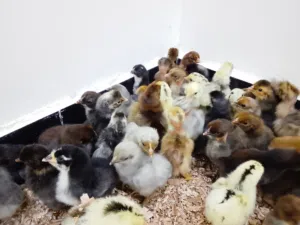 متاح افرخ دجاج عرب عراقي سعر التك 1000
