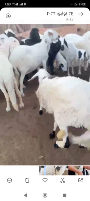 21 نعجه درجه اولى
