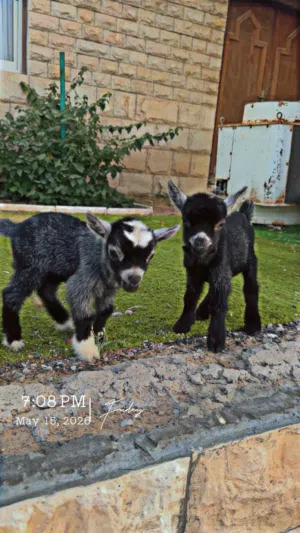 Dwarf goat for sale