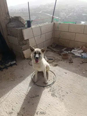 بيع كلاب وقطط