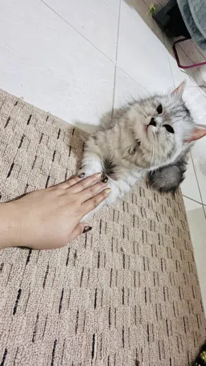 Female persian cat