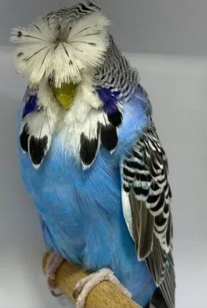 مطلوب بادجي إنكليزي مستوا حلو