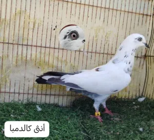 للبيع حمام باكستاني