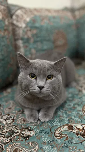 Premium British Shorthair – Vaccinated, Neutered & Passport Ready