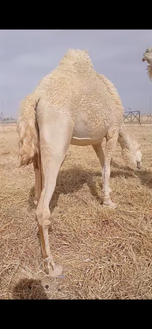 نياق ضحايا طيبات