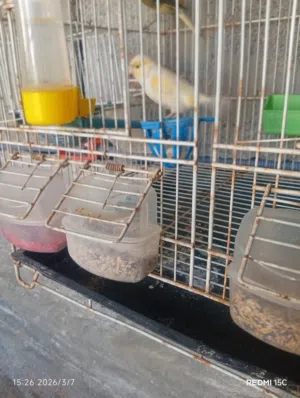 ثلاثة اناتي حكم واتيات واحد اسبنيولي ووحد موزايك حجم غليط ووحده مغلوطه الانتى الاسبنيولي ضريفه هلبا