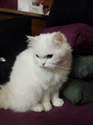 قط للتبني معقم ذكر