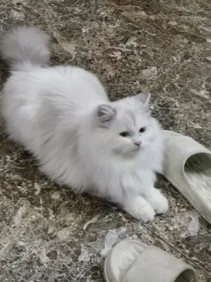 persion cat