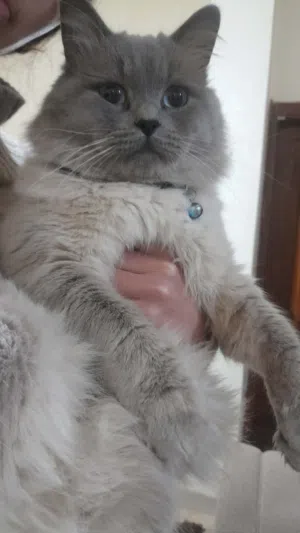 قط هملايا للتبني