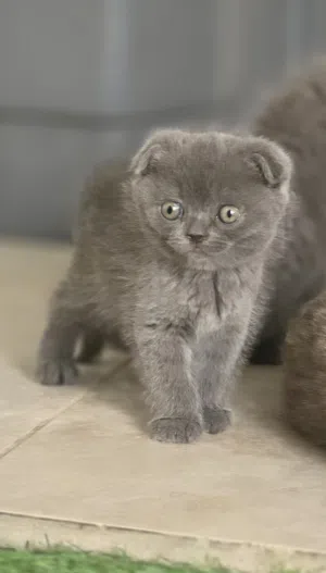 انثى سكوتش فولد مستوى تووووب