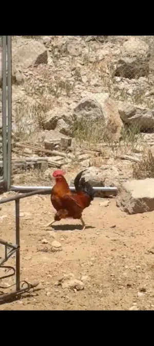 ديك هولندي اصل بدون تهجين