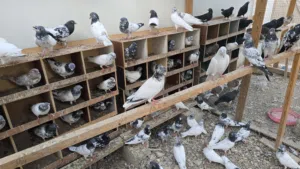 حمام للبيع شوف لوصف