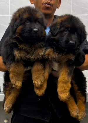 Male and female top quality with all papers نثيه و ذكر مستوى عالي مع كل أوراقهم