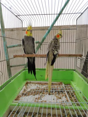 كوكتيل شغاال بايض