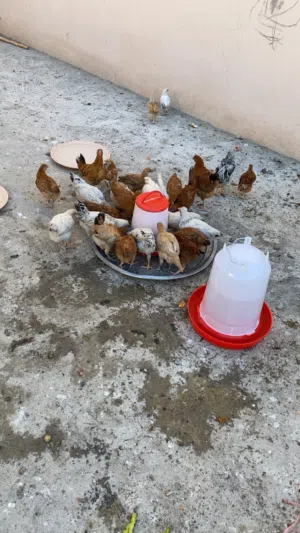 السلام عليكم ورحمة الله وبركاته شوف الوصف دجاج فرنسي اصل سعر اقل من سوق