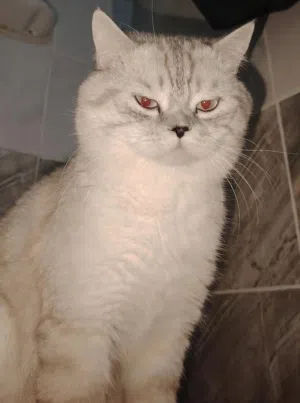 قط سكوتش ذكر للبيع