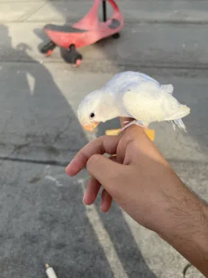 للبيع طير لافبيرد