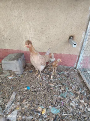 3 دجاجات وديج و2 افراخ 3 شهور