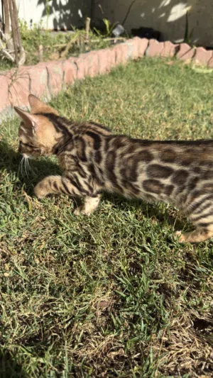 Pure Bengal Kitten – Brown Marble  Snow Lynx Bloodline  Dubai