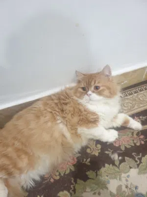 قط شيرازي طالب تزاوج