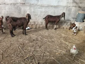 صخول العدد 5 بيهم 4 مطافيل وحده مضرع