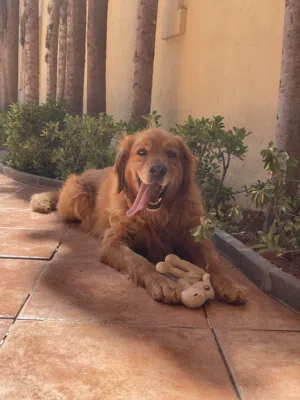GOLDEN RETRIEVER FOR SALE